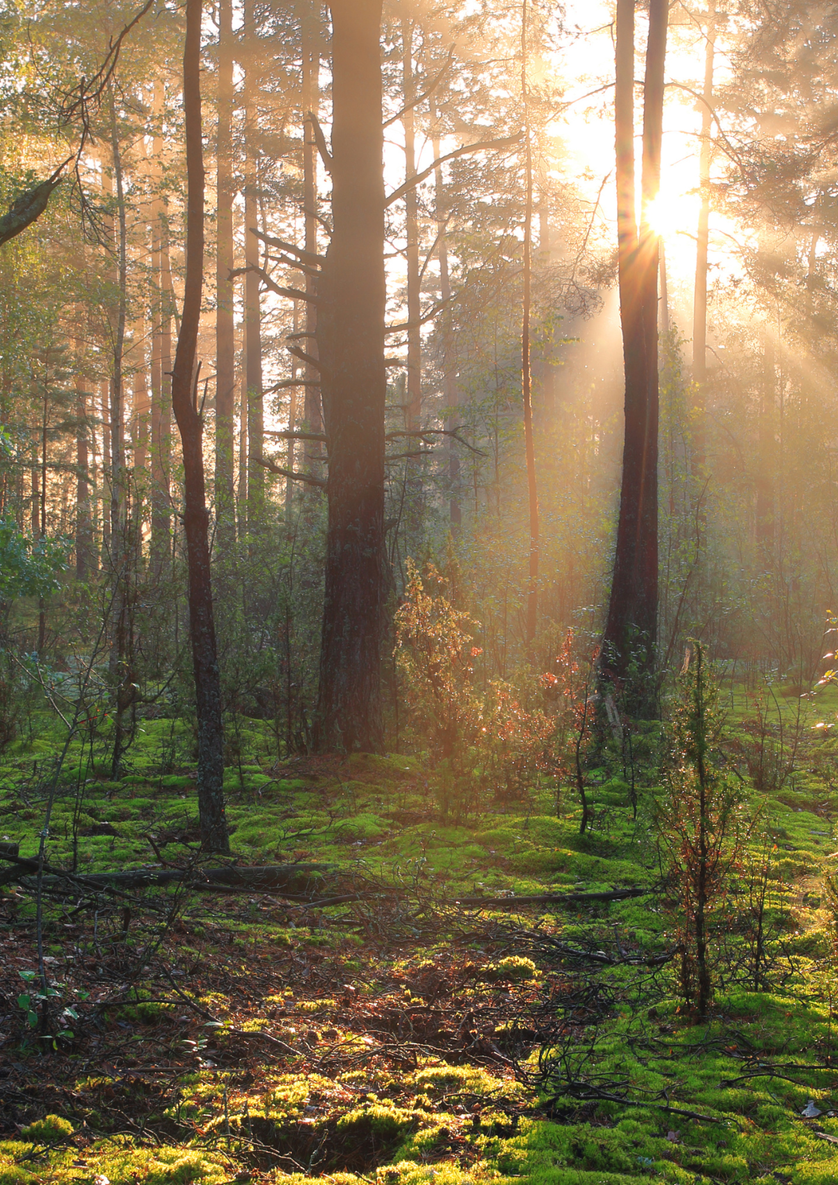 Image de forêt